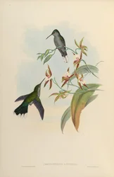 Campylopterus latipennis = Campylopterus largipennis